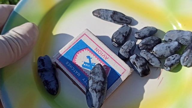 Урожай ранней жимолости готов! Омск, 16.06.2023г. смотреть онлайн