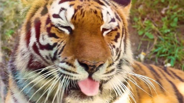 Amur Tigers - All You Need To Know! Amazing And Interesting Facts / Animals Life