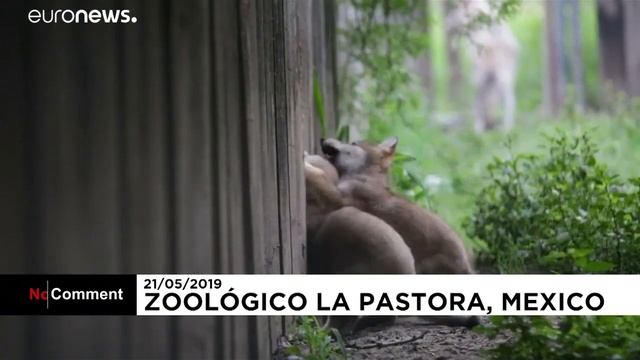 Детеныши волков присоединились к стае смотреть онлайн