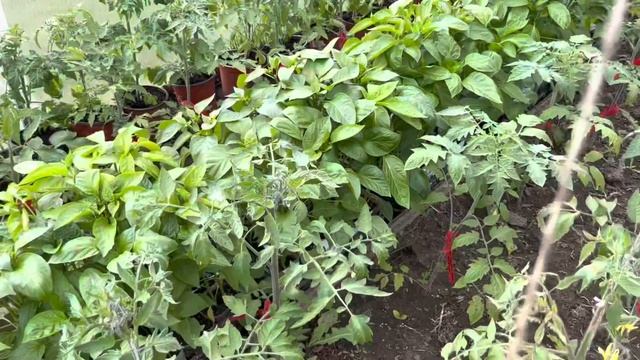 Работа с томатами после высадки в грунт в теплице. 27 апреля смотреть онлайн