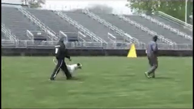 Guinness WDC Schutzhund 3 Protection