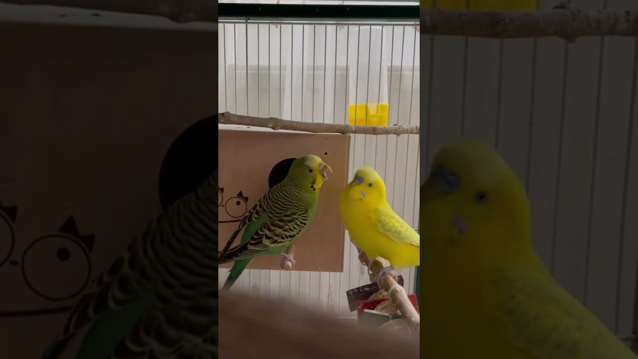 Самка и самец волнистого попугая, взаимоотношения в период гнездования смотреть онлайн