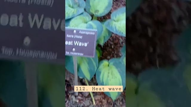 112. heat wave хоста смотреть онлайн