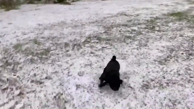 ДРУЖНЫЕ МОПСЫ. МОДЕЛЬ КОКО. MODEL COCO. Puppy dog pals смотреть онлайн