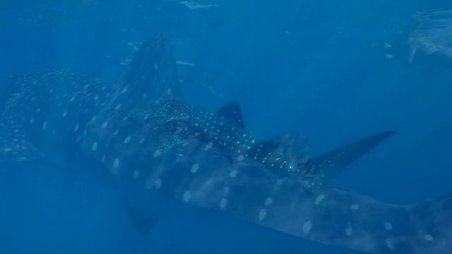 Underwater Meditation -Whale Sounds #underwater #meditationmusic #vibration #highvibration #sleep