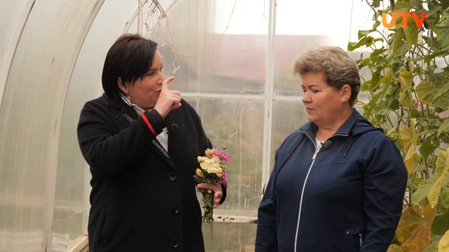 Зачем заносить хризантемы на зиму в теплицу? смотреть онлайн