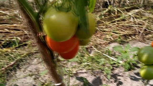 Томат МЕДОВАЯ СЛИВКА КРАСНАЯ ? от Гавриша. смотреть онлайн