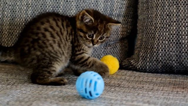 Котята и игрушки. Игрушки для маленьких котят смотреть онлайн