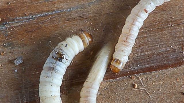 Восковая моль / Огнёвка пчелиная смотреть онлайн