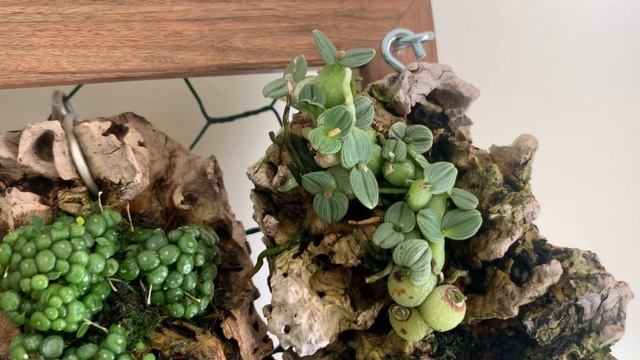 Обзор орхидеи февраль 23. Второй эпизод,миниатюры на блоках. Орхидеи в интерьере. #орхидеи #orchids смотреть онлайн