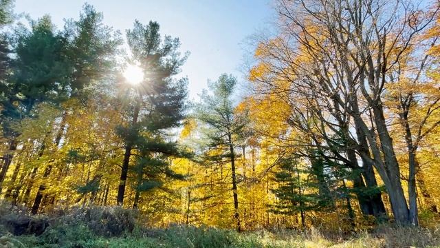 Intro to Forest Library | Links to Shelves of Free Ebooks, Audiobooks, Videos | Classical ASMR Musi смотреть онлайн