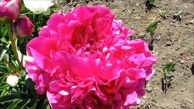 Александр Флеминг . Пион красный смотреть онлайн