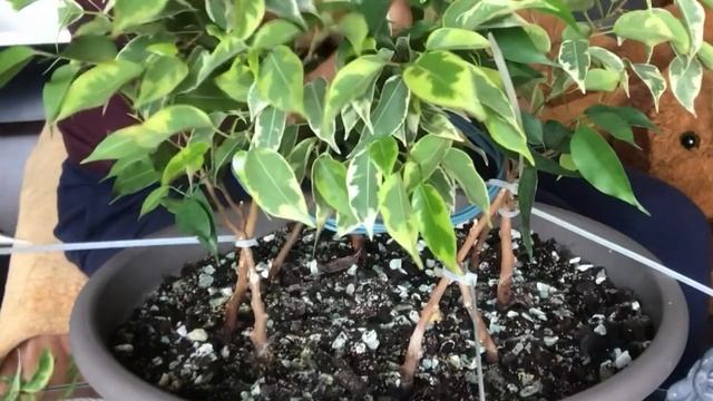 Круговое плетение фикуса Бенджамина. Как заплести фикус. Часть ІІ смотреть онлайн