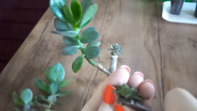 Прививка суккулентов Крассула Толстянка