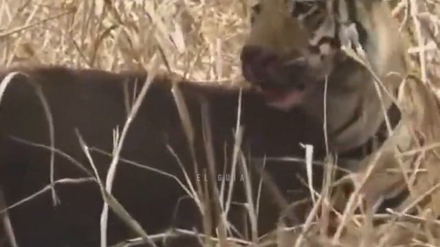 15 Animales Salvajes Desgarrando A Sus Presas Brutalmente Y Sin Piedad смотреть онлайн