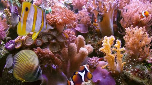 АСМР. Кораллы/ASMR. смотреть онлайн