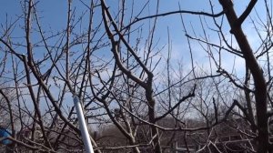 Как удерживать КРОНУ ЧАШЕЙ у взрослой ЯБЛОНИ.