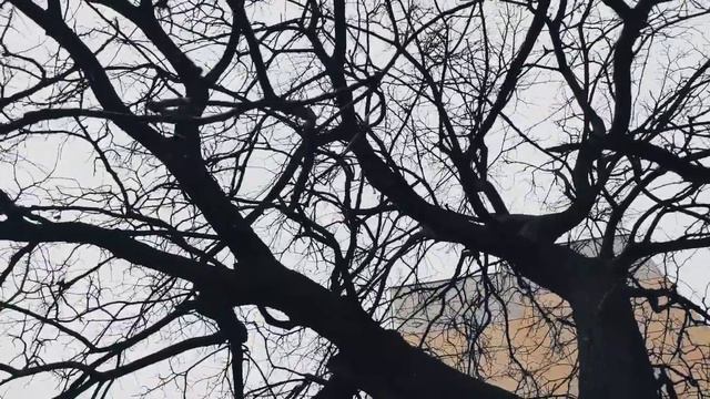 VID 20231104 151828 Моря и земли от родного края...(Гарсиласо де ла Вега)..Павел Васильев Лахтински смотреть онлайн