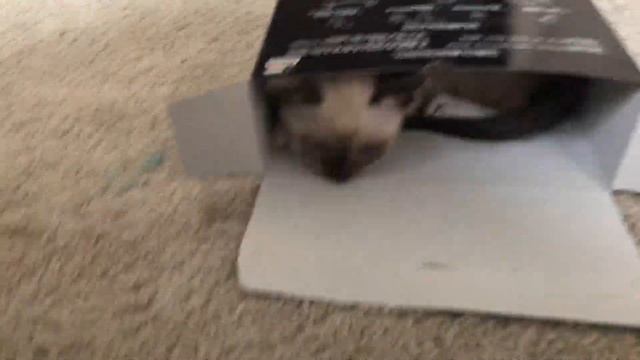 Кот пробует первую коробку. Cat tries the first box. смотреть онлайн