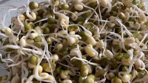 Как прорастить МАШ? Самый ПРОСТОЙ и БЫСТРЫЙ способ! + РЕЦЕПТ