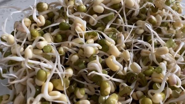 Как прорастить МАШ? Самый ПРОСТОЙ и БЫСТРЫЙ способ! + РЕЦЕПТ