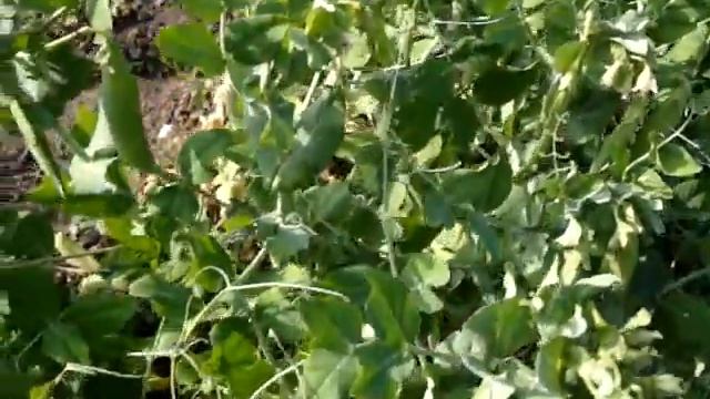 Горох — род травянистых растений из семейства Бобовые. смотреть онлайн