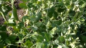 Горох — род травянистых растений из семейства Бобовые.