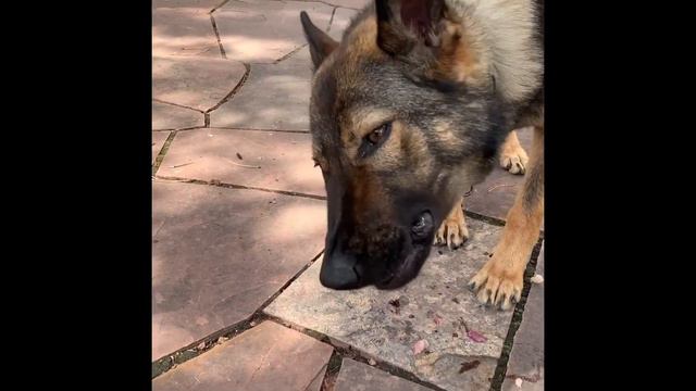 Raw Dog Food and Company Whole Prey Fish смотреть онлайн