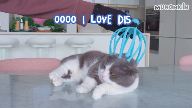 Can Cats Walk On Ball Pit Floor? | Compilation смотреть онлайн