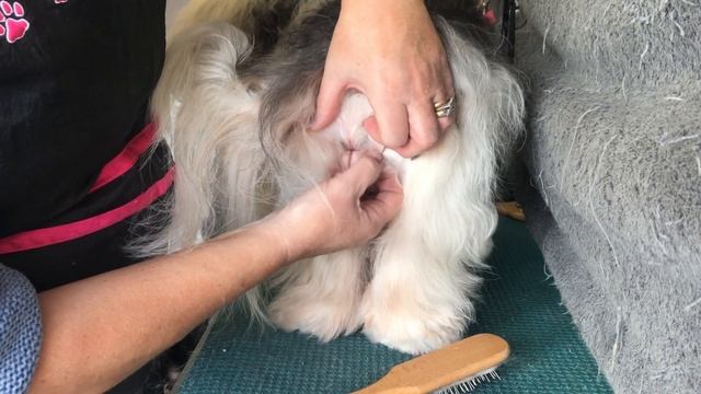 Havanese dogs- hygiene trim on a female Havanese смотреть онлайн