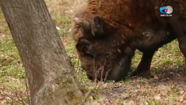 #экология Заповедники и парки смотреть онлайн