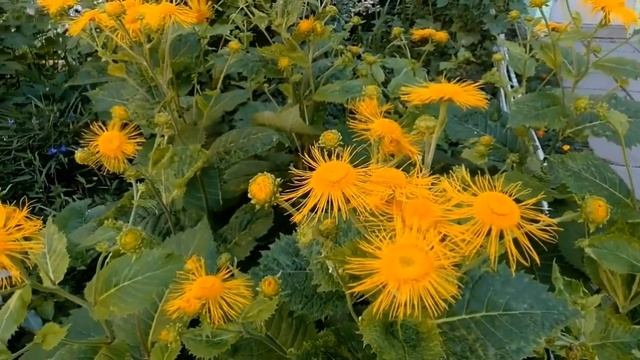 Девясил! Лекарственное растение. Лечебные и полезные свойства! смотреть онлайн