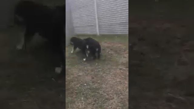 OLIVIYA & OLGA. смотреть онлайн