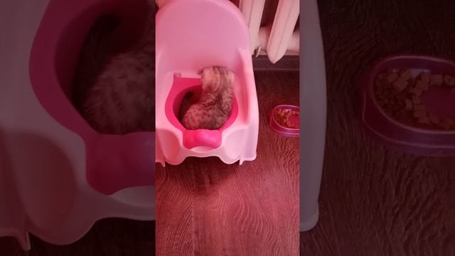 Купили котенка!!! Британский вислоухий. смотреть онлайн
