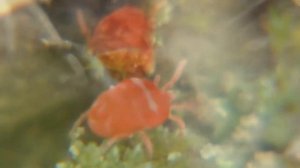 Чем опасны красные клещи-краснотелки при нападении