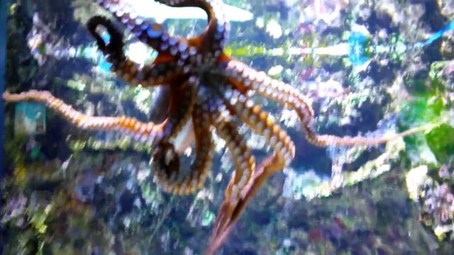 Turkuazoo Istanbul, Turkey смотреть онлайн