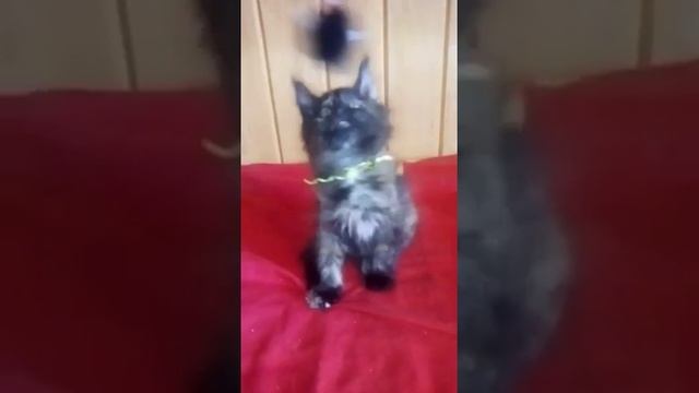 Знойная красавица по имени Мейн-кун по имени Машенька. A sultry Maine Coon beauty named Masha. смотреть онлайн