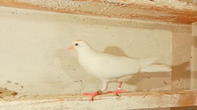 Мои зимние пискуны. My Winter Pigeons