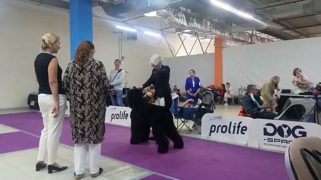 25 июля 2020 г.ДЕЛИКАТО БЕСТИА БАЛОВЕНЬ СУДЬБЫ смотреть онлайн