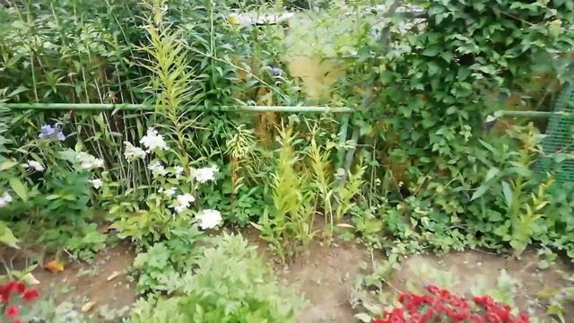 Многолетники в саду. Флоксы. Обзор моих цветов. смотреть онлайн