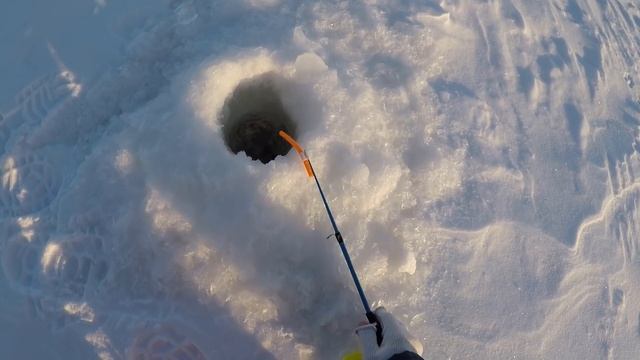 ЧТО ЭТО ЗА КАБАН|Трофейный берш|Ловля берша на Волге!Адмирал+Тюлька|