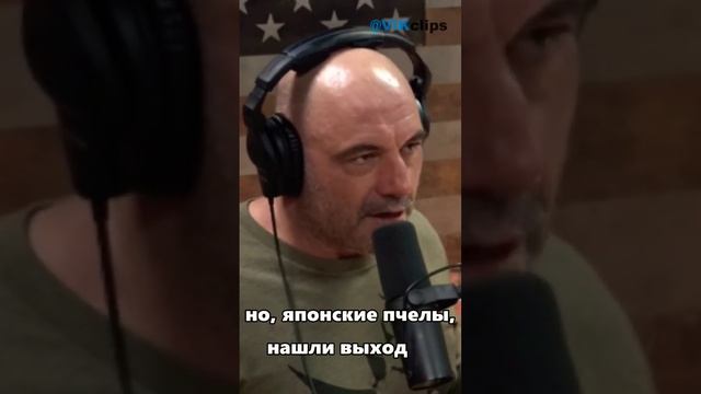 Японские пчелы убивают шершней! смотреть онлайн