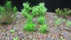 Фильтрация и течение в аквариуме. Мощность аквариумного фильтра.