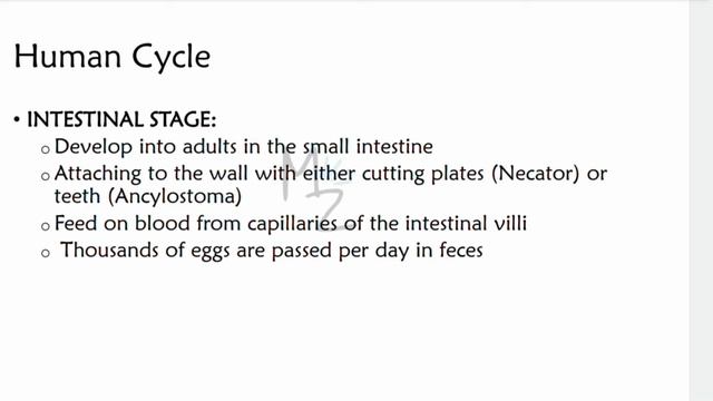 Hookworms: Ancylostoma duodenale & Necator americanus | Hookworm, Causes, Diagnosis & Treatment смотреть онлайн