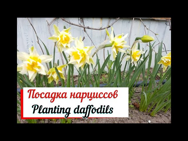 Посадка нарциссов в горшке. смотреть онлайн