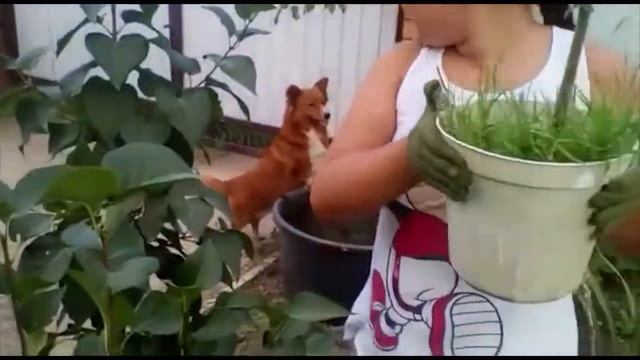 Гибискус садовый - высаживаем цветок в саду с мамой