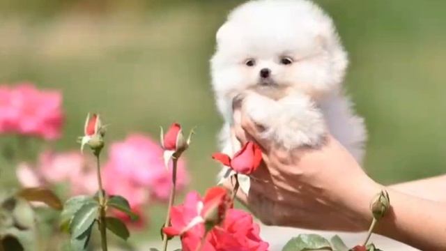 Экстра мини белый померанский шпиц. TEACUP white pomeranian. Www.elitdog.com смотреть онлайн