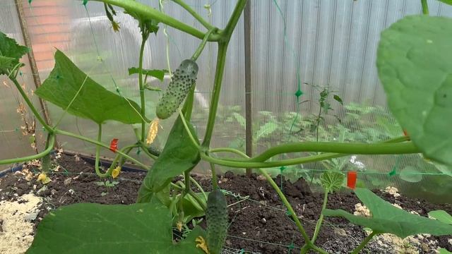 Подкормка золой. Дайте это в июне огурцам. Делюсь результатом подкормки. смотреть онлайн