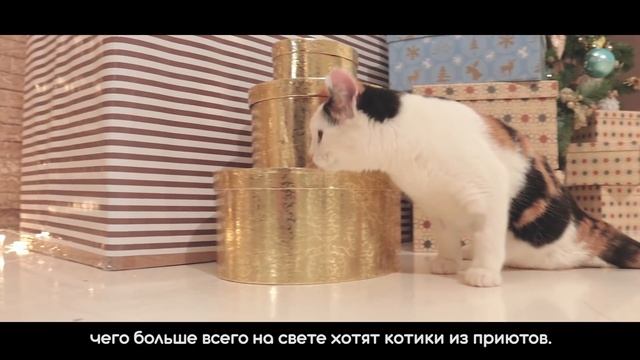 Трогательная новогодняя социальная реклама про бездомных животных (Приют для кошек Матроскин, Пермь смотреть онлайн