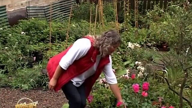 О розах сибирского сада."Ивушка" Ландшафтный дизайн. Питомник. Курсы смотреть онлайн